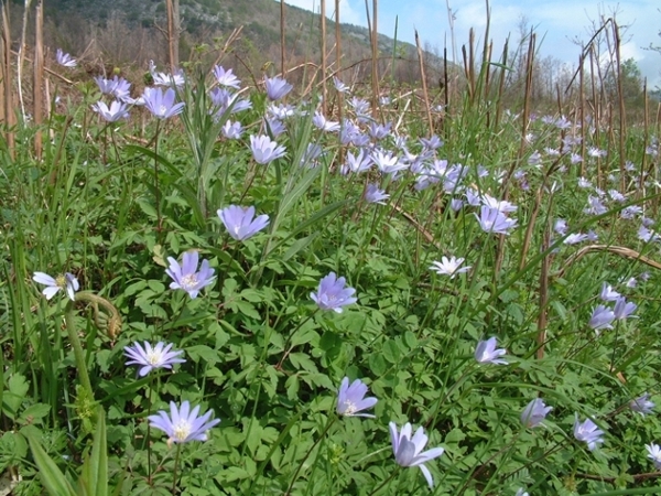 Anemone apennina e Anemone hortensis